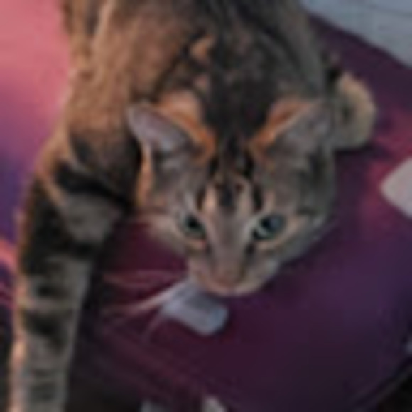 Meet your Posher, Britne - Picture 1 of 1